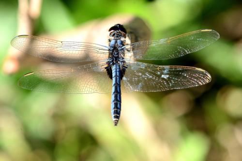 Urothemis edwardsii